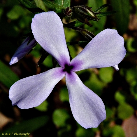 {Phlox divaricata}